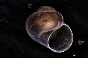  ( - 130363_01)  @11 [ ] Creative Commons BY NC SA (2025) University of Bergen Natural History Collections