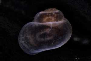 ( - 130363_01)  @11 [ ] Creative Commons BY NC SA (2025) University of Bergen Natural History Collections
