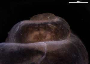  ( - 130363_01)  @11 [ ] Creative Commons BY NC SA (2025) University of Bergen Natural History Collections