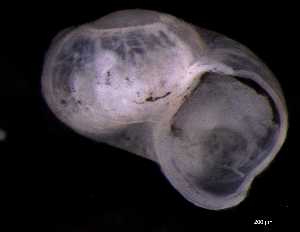  ( - 130363_02)  @11 [ ] Creative Commons BY NC SA (2025) University of Bergen Natural History Collections