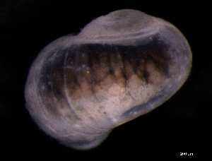  ( - 130363_02)  @11 [ ] Creative Commons BY NC SA (2025) University of Bergen Natural History Collections