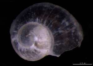  ( - 130363_02)  @11 [ ] Creative Commons BY NC SA (2025) University of Bergen Natural History Collections