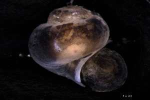  ( - 130363_03)  @11 [ ] Creative Commons BY NC SA (2025) University of Bergen Natural History Collections