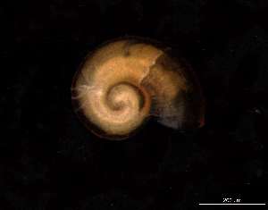  ( - 131643)  @11 [ ] Creative Commons BY NC SA (2025) University of Bergen Natural History Collections