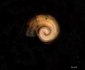  ( - 131643)  @11 [ ] Creative Commons BY NC SA (2025) University of Bergen Natural History Collections