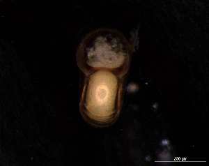  ( - 131643)  @11 [ ] Creative Commons BY NC SA (2025) University of Bergen Natural History Collections