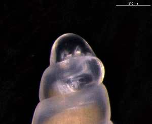  ( - 137860)  @11 [ ] Creative Commons BY NC SA (2025) University of Bergen Natural History Collections