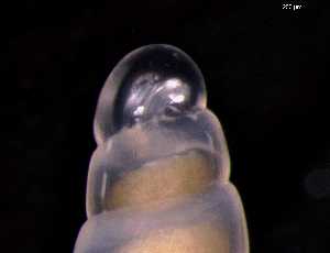  ( - 137860)  @11 [ ] Creative Commons BY NC SA (2025) University of Bergen Natural History Collections