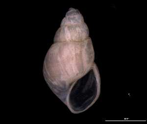  ( - 138157_02)  @11 [ ] Creative Commons BY NC SA (2025) University of Bergen Natural History Collections