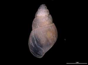  ( - 138157_02)  @11 [ ] Creative Commons BY NC SA (2025) University of Bergen Natural History Collections