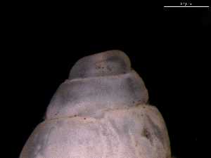  ( - 138157_02)  @11 [ ] Creative Commons BY NC SA (2025) University of Bergen Natural History Collections
