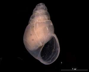  ( - 138157_03)  @11 [ ] Creative Commons BY NC SA (2025) University of Bergen Natural History Collections