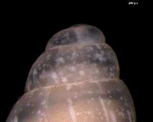  ( - 138157_03)  @11 [ ] Creative Commons BY NC SA (2025) University of Bergen Natural History Collections