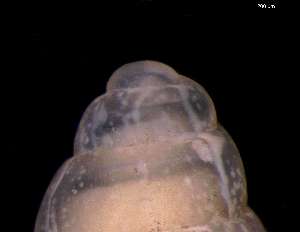  ( - 138157_03)  @11 [ ] Creative Commons BY NC SA (2025) University of Bergen Natural History Collections