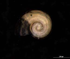  ( - 139392_01)  @11 [ ] Creative Commons BY NC SA (2025) University of Bergen Natural History Collections