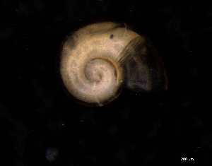  ( - 139392_01)  @11 [ ] Creative Commons BY NC SA (2025) University of Bergen Natural History Collections
