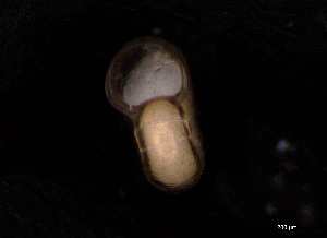  ( - 139392_01)  @11 [ ] Creative Commons BY NC SA (2025) University of Bergen Natural History Collections