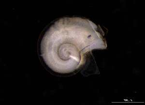  ( - 139392_02)  @11 [ ] Creative Commons BY NC SA (2025) University of Bergen Natural History Collections