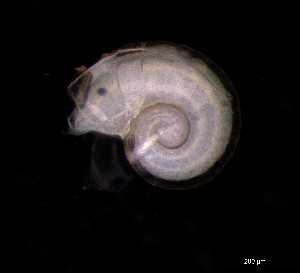  ( - 139392_02)  @11 [ ] Creative Commons BY NC SA (2025) University of Bergen Natural History Collections