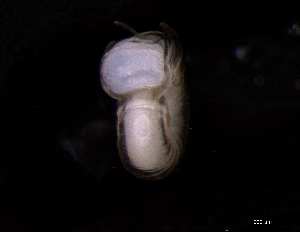  ( - 139392_02)  @11 [ ] Creative Commons BY NC SA (2025) University of Bergen Natural History Collections