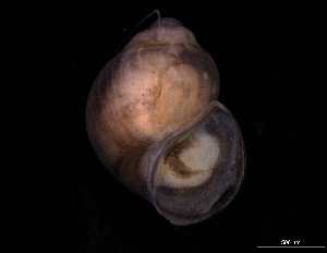  (Rissoella - 139397)  @11 [ ] Creative Commons BY NC SA (2025) University of Bergen Natural History Collections