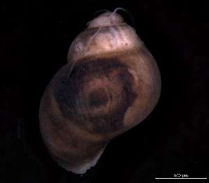  ( - 139397)  @11 [ ] Creative Commons BY NC SA (2025) University of Bergen Natural History Collections
