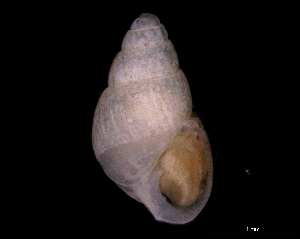  ( - 139420)  @11 [ ] Creative Commons BY NC SA (2025) University of Bergen Natural History Collections