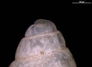  ( - 139420)  @11 [ ] Creative Commons BY NC SA (2025) University of Bergen Natural History Collections
