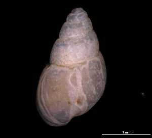  ( - 139420)  @11 [ ] Creative Commons BY NC SA (2025) University of Bergen Natural History Collections