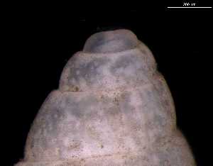  ( - 139420)  @11 [ ] Creative Commons BY NC SA (2025) University of Bergen Natural History Collections