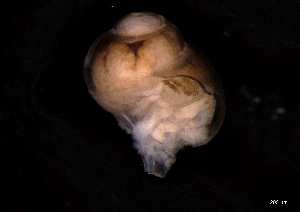  ( - 140746_01)  @11 [ ] Creative Commons BY NC SA (2025) University of Bergen Natural History Collections