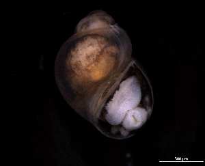  ( - 140746_03)  @11 [ ] Creative Commons BY NC SA (2025) University of Bergen Natural History Collections