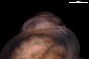  ( - 140746_03)  @11 [ ] Creative Commons BY NC SA (2025) University of Bergen Natural History Collections