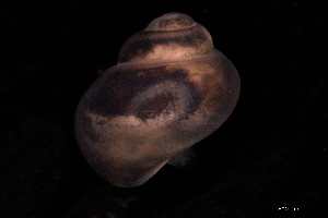  ( - 140746_03)  @11 [ ] Creative Commons BY NC SA (2025) University of Bergen Natural History Collections