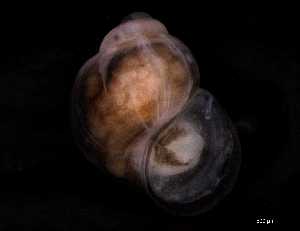  ( - 140747)  @11 [ ] Creative Commons BY NC SA (2025) University of Bergen Natural History Collections