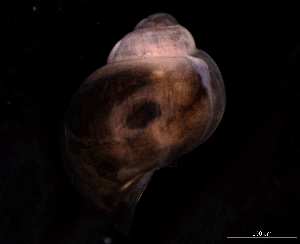  ( - 140747)  @11 [ ] Creative Commons BY NC SA (2025) University of Bergen Natural History Collections