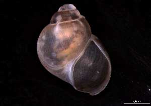  ( - 140748_01)  @11 [ ] Creative Commons BY NC SA (2025) University of Bergen Natural History Collections