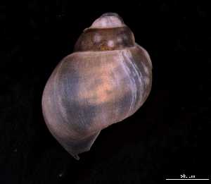  ( - 140748_01)  @11 [ ] Creative Commons BY NC SA (2025) University of Bergen Natural History Collections