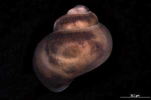  ( - 140748_02)  @11 [ ] Creative Commons BY NC SA (2025) University of Bergen Natural History Collections