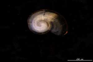  ( - 140854_01)  @11 [ ] Creative Commons BY NC SA (2025) University of Bergen Natural History Collections
