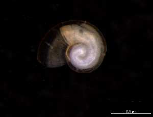  ( - 140854_01)  @11 [ ] Creative Commons BY NC SA (2025) University of Bergen Natural History Collections