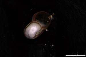  ( - 140854_01)  @11 [ ] Creative Commons BY NC SA (2025) University of Bergen Natural History Collections