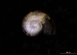  ( - 140854_02)  @11 [ ] Creative Commons BY NC SA (2025) University of Bergen Natural History Collections