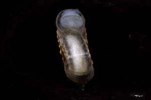  (Omalogyridae - 140944_02)  @11 [ ] Creative Commons BY NC SA (2025) University of Bergen Natural History Collections