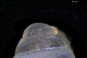  ( - 147497)  @11 [ ] Creative Commons BY NC SA (2025) University of Bergen Natural History Collections