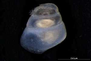  ( - 147497)  @11 [ ] Creative Commons BY NC SA (2025) University of Bergen Natural History Collections
