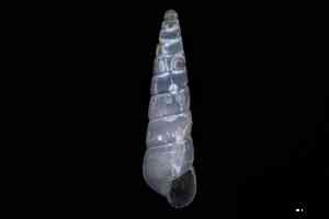  ( - ZMBN_148960)  @11 [ ] Creative Commons BY NC SA (2025) University of Bergen Natural History Collections