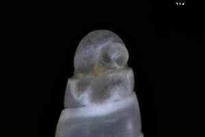  ( - ZMBN_148960)  @11 [ ] Creative Commons BY NC SA (2025) University of Bergen Natural History Collections