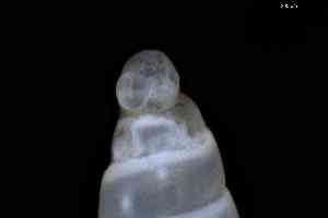  ( - ZMBN_148960)  @11 [ ] Creative Commons BY NC SA (2025) University of Bergen Natural History Collections