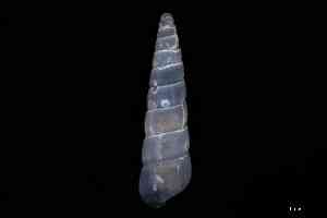  ( - ZMBN_148960)  @11 [ ] Creative Commons BY NC SA (2025) University of Bergen Natural History Collections